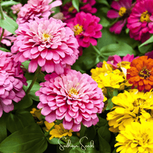 Dahlia Flowered Zinnia – 100 Seeds