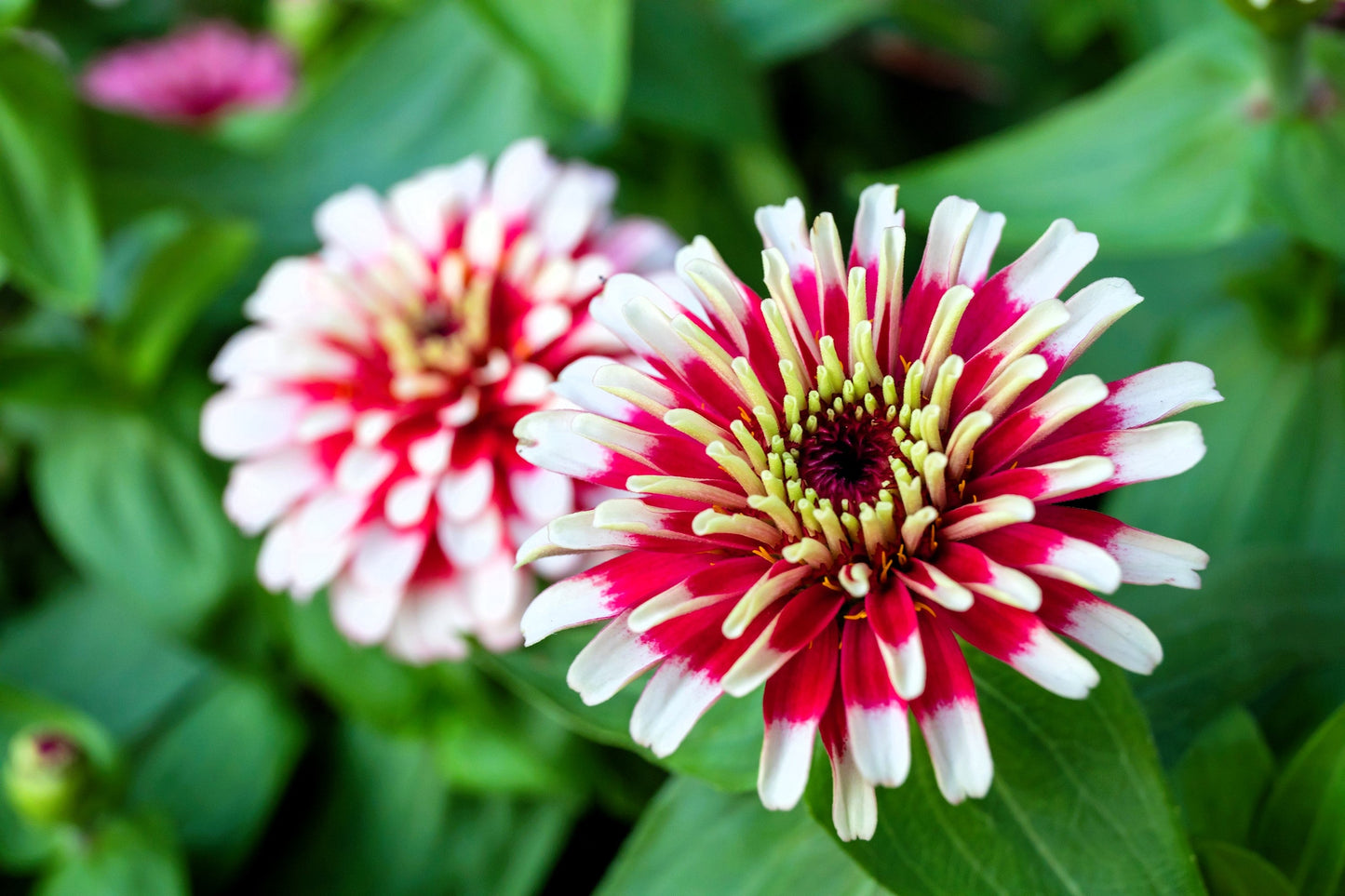 100 ICE QUEEN ZINNIA Elegans Bicolor Double Pink Red White Flower Seeds