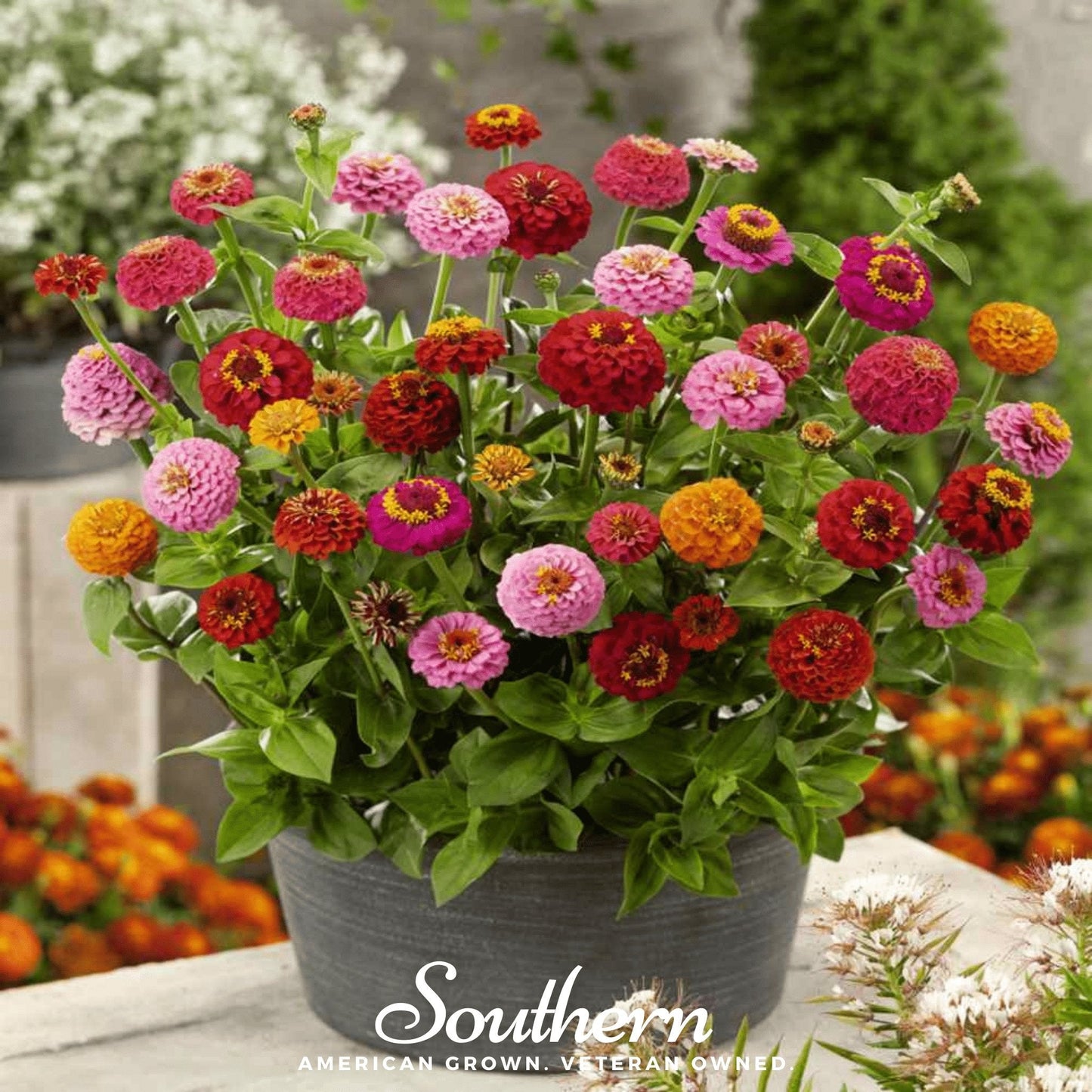 Lilliput Zinnia Seeds – Heirloom, Double Pom-Pom Flowers, Vibrant Mix, Annual, Zinnia elegans, 100 Seeds