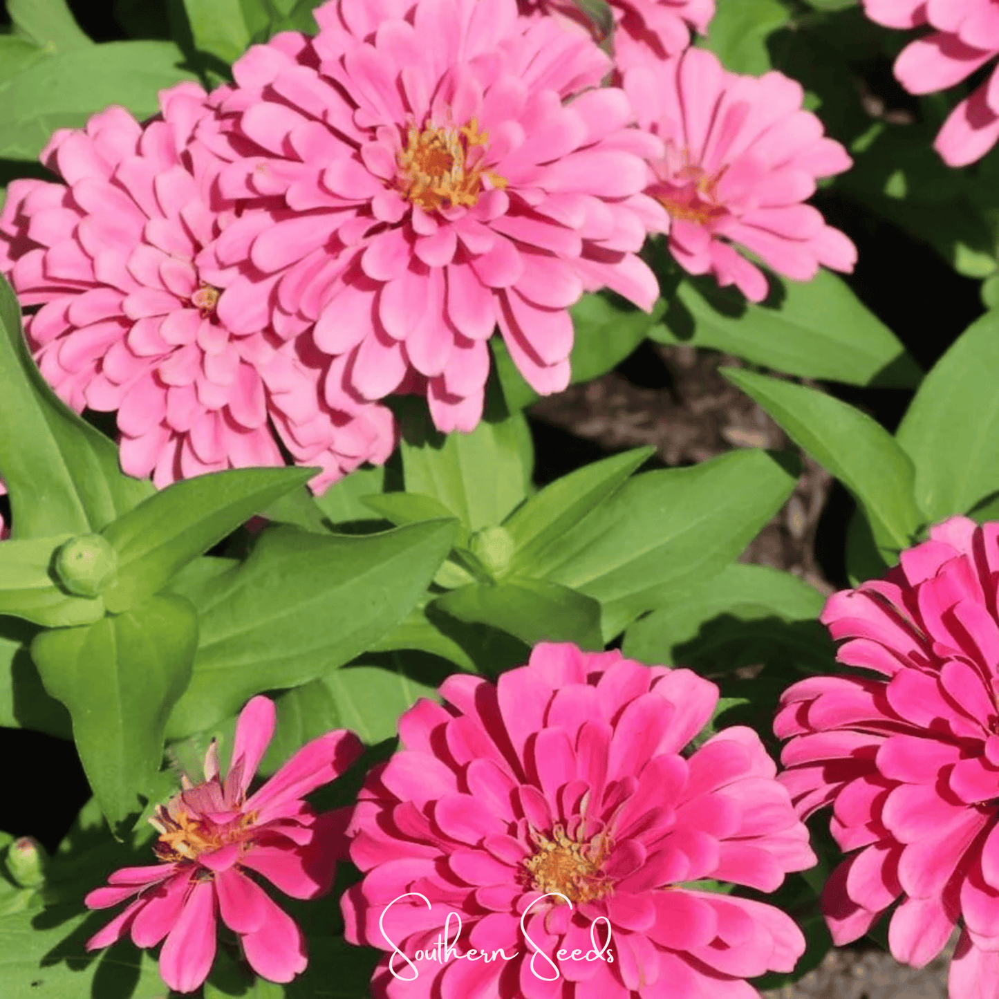 Luminosa Zinnia Seeds 100 Pack, Bright Pink, Double Flowers, Cut-and-Come-Again, Butterfly Magnet, Zinnia elegans, Heirloom